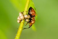 Deraeocoris ruber