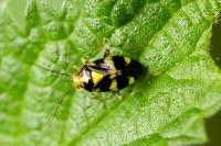Liocoris tripustulatus