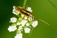 Stenotus binotatus