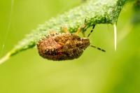 Dolycoris baccarum