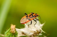 Corizus hyoscyami