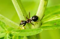 Himacerus mirmicoides