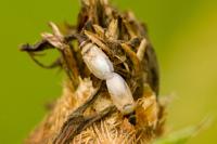 Oxycarenus pallens