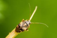 Cyphodema instabilis