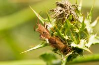 Coreus marginatus