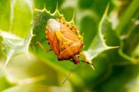 Carpocoris purpureipennis