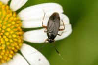 Capsus ater