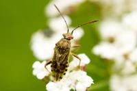 Stictopleurus punctatonervosus
