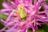 Closterotomus norwegicus