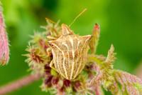 Ancyrosoma leucogrammes