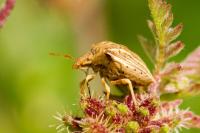 Ancyrosoma leucogrammes