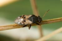 Acompus pallipes