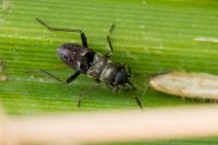 Rhyparochromus