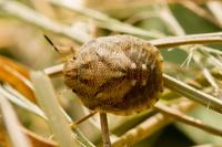 Eurygaster