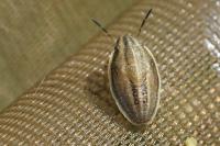 Aelia acuminata