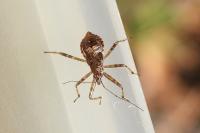 Himacerus apterus