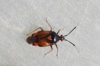 Deraeocoris ruber