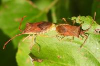 Gonocerus acuteangulatus