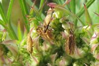 Tingis auriculata
