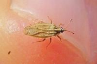 Tingis auriculata