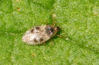 Dictyla humuli