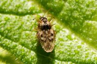 Dictyla humuli