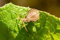 Enoplops scapha