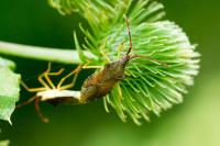 Gonocerus acuteangulatus
