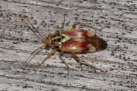 Lygus pratensis