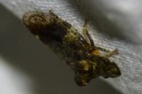 Ledra aurita