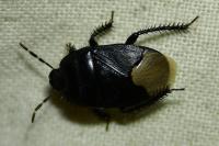 Cydnus aterrimus