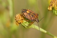 Carpocoris purpureipennis