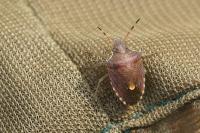 Peribalus strictus