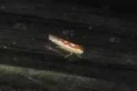 Zygina flammigera