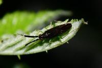 Heterotoma planicornis