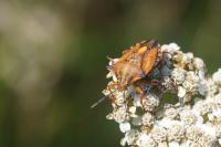 Carpocoris mediterraneus
