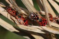 Eurydema ornata
