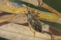 Brachycarenus tigrinus