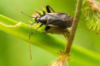 Adelphocoris seticornis