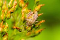 Dolycoris baccarum