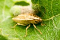 Aelia acuminata