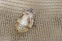 Lepyronia coleoptrata