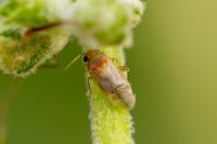 Campylomma verbasci