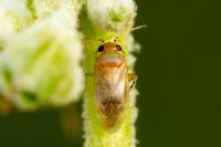 Campylomma verbasci