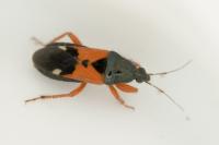 Prostemma guttula