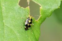 Liocoris tripustulatus