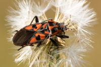 Spilostethus saxatilis