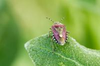 Dolycoris baccarum