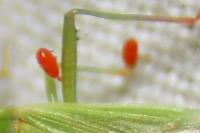 Stenodema calcarata