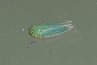 Cicadella viridis
